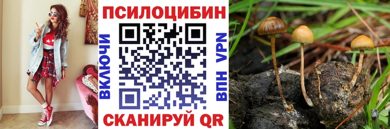 Купить закладки  Кольчугино  Галлюциногенные грибы Psilocybe 